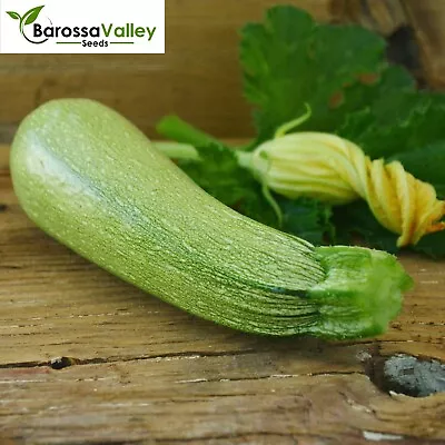 ZUCCHINI GREY 7 Seeds Healthy Vegetable SUMMER Salad Evergreen EASY GROW • $4.15