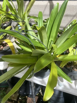 $400 • Buy Orchids Paphiopedilum St. Swithin