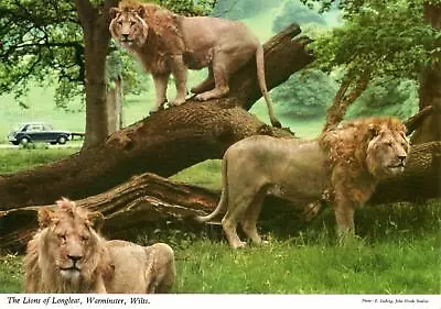 (av47) The Lions Of Longleat Warminster  - Wiltshire Postcard • £4