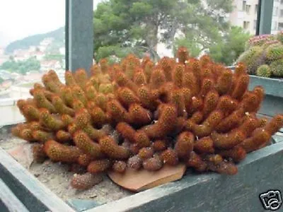 Mammillaria Elongata Cacti @@ Rare Cactus Seed 20 SEEDS • $8.99