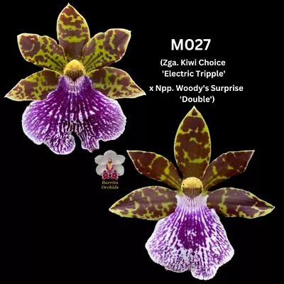 Zygopetalum Flask M027 (Zga. Kiwi Choice 'Electric Triple' X Npp. Woody's Surpri • $115