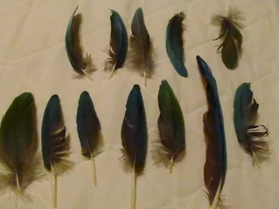 Green-winged Macaw Tail Feathers  (Naturally Molted). New (12) • $34