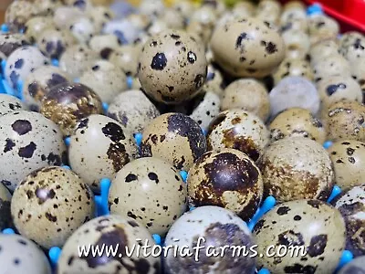 40 Coturnix Jumbo Brown And Texas AM Quail Hatching Eggs NPIP Certified • $55
