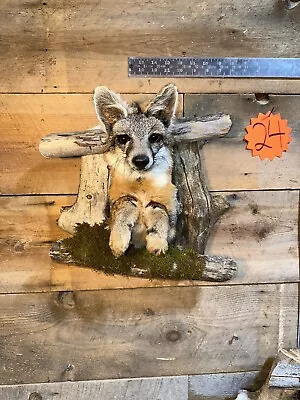 Grey Fox Shoulder Mount Taxidermy Man Cave Cabin Oddity Taxidermy Animal Fox • $156
