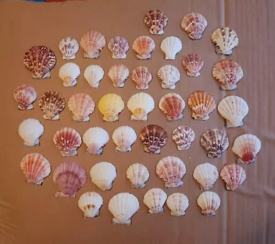 Lot Of 44 Mexico Shore Scallop Seashells Craft Decor - Collected In 1980s • $10