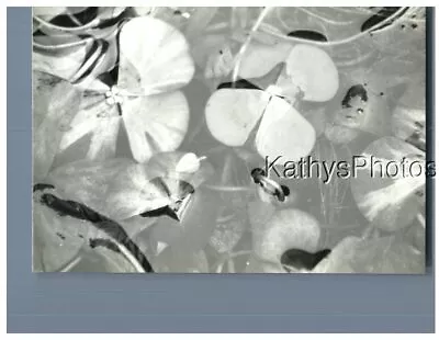 Found B&w Photo H_8034 Flowers In Water ? • $6.98