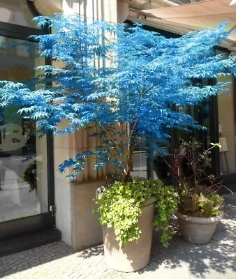 $3.59 • Buy 10 Seeds Blue Japanese Maple Tree SEEDS ARE HULLED FOR FASTER GROWTH