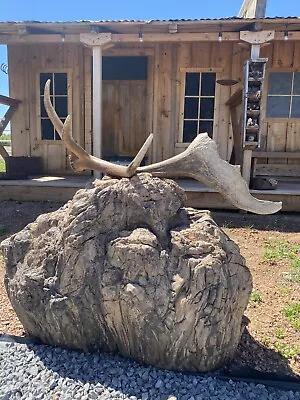 Unique Elk Shed ~ Antler ~ Decor • $237