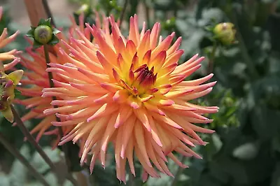 25 CACTUS DOUBLE DAHLIA Mix Variabilis Mixed Colors Hummingbird Flower Seeds • $3