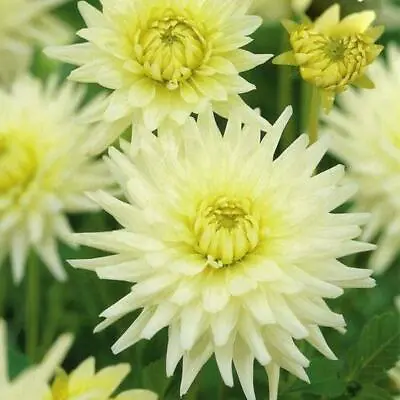 Cactus Dahlia Bulb/Tuber 'My Love' Top Quality WPC.Prins Summer Bulbs • £3.99