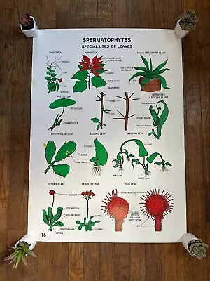 Vintage Plant Education Posters (Set Of 4) • $49.99