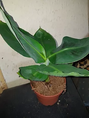 Musa Dwarf Cavendish Exotic Indoor Banana Tree Plant Fruit-Bearing Easy To Grow • £7.75