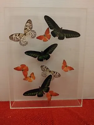 Butterfly Taxidermy Mounted In Acrylic Case Vintage • $329.95
