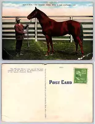 Postcard - MAN-O-WAR THE WONDER HORSE BRED IN OLD KENTUCKY K15 • $3.85