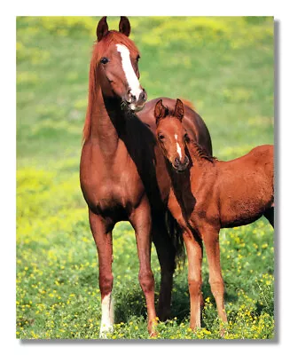 Horse Mare And Colt In Grass Western Cowboy Photo Wall Picture 8x10 Art Print • $8.87