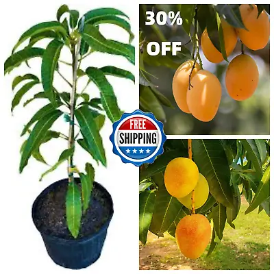 Alphonso Mango Fruit Seeds 2 Planting High Germination Outdoor King Of Mango USA • $24.99