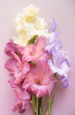 10x Gladioli PASTEL Mix Bulbs Summer Flowering Gladiolus Garden Perennial Plant • £5.79