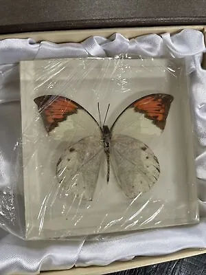 Butterfly In Resin Paperweight Art Deco Taxidermy • £9.95