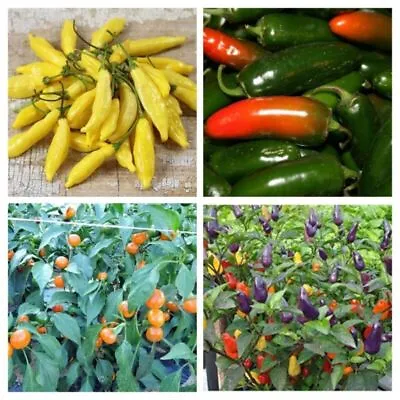 £1.44 • Buy Pepper Hotseeds - Huge Selection Of Varieties