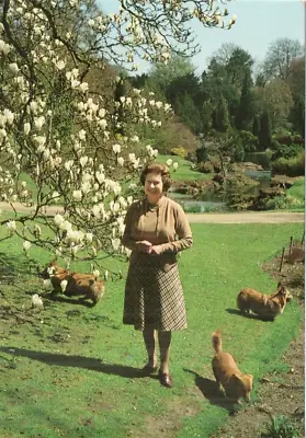 Postcard:  QUEEN ELIZABETH IN THE GARDEN AT SANDRINGHAM WITH CORGI DOGS • £1