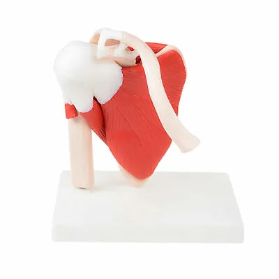 Anatomical Advanced Muscled Shoulder Joint Model Medical Anatomy Skeleton USA • $62.69