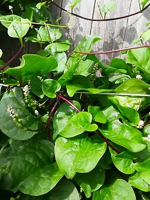 70 Organic Red  Stem Malabar Spinach Alugbati Mong Toi Poi Sang Ceylon SeedsS • $2.99