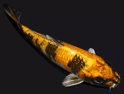 Live Koi Fish 7  Kin Showa Koibay • $40