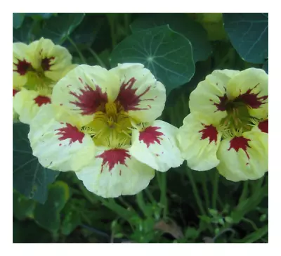 Nasturtium - Ladybird Cream Purple Spot - 25 Seeds • £2.69