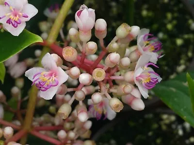 MALAYSIAN GRAPE ORCHID Tropical Plant Unusual Pink Bloom Purple Non-Edible Berry • $33.99