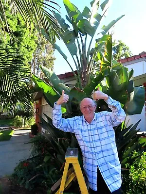 Giant Bird Of Paradise Seeds Money 4 Charity Cancer Society  White Flower Plant • $4.50