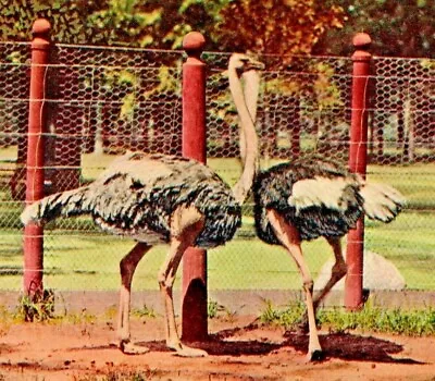 $6.50 • Buy 1910s Detroit, MI Belle Isle Zoo. Ostrich Bird Exhibit.  Postcard