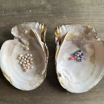 Large Freshwater Abalone Opened Sea Shell Approximately 6 1/4 X 5 Natural Pearls • $29.99