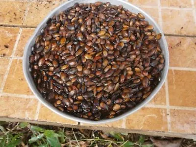$11.18 • Buy Annona Muricata Seeds  ( Guanabana, Soursop, Graviola)  100 Seeds
