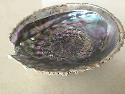 Abalone Shell • $13