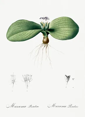 Massonia Pustulata - 1805 - Les Liliacees - Pierre Redoute - Illustration Poster • $14.99