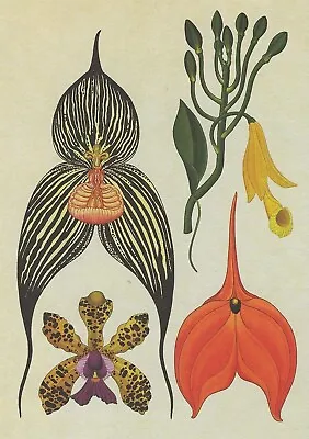 Postcard Kew Botanical Drawing  Orchids - Vampire Vanilla Etc.  MINT Unused • $4.99