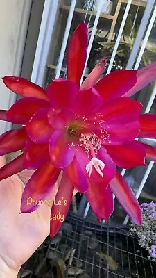 Rooted Epiphyllum Orchid Cactus “ Foxy Lady” • $12