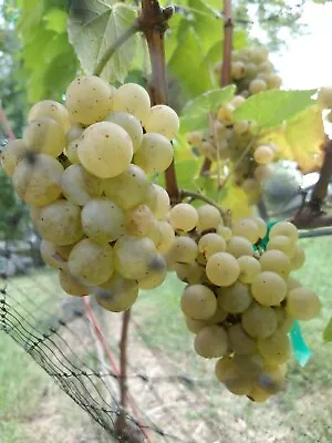 Live Grapevines Merlot Cabernet Sauvignon Franc Chardonnay Grape Plants Vines • $12