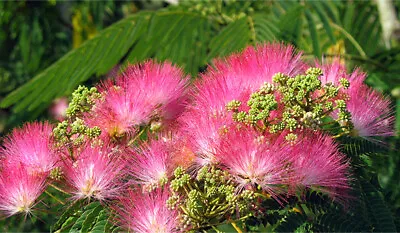 Acacia Honey Bee TreeAlbizia Julibrissin Silk TreePersian Silk Tree 10 Seeds • £7.80