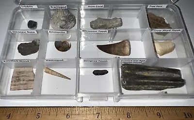 Labeled 12 REAL Fossil Lot Collection DINOSAUR ICE AGE MOSASAUR SHARK TOOTH!! • $34.99