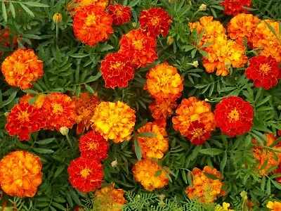 Marigold Seeds 150+ French Sparky Mix Flower Tagetes US FREE SHIPPING WILDFLOWER • $2.50