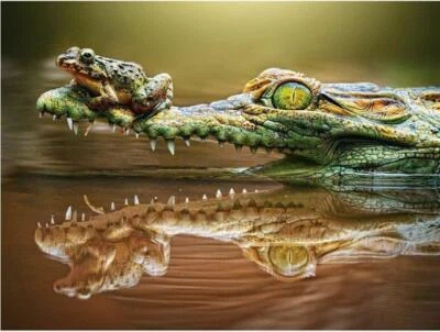$15.28 • Buy Crocodile And Frog Diamond Painting Cute Animals Design Embroidery House Display