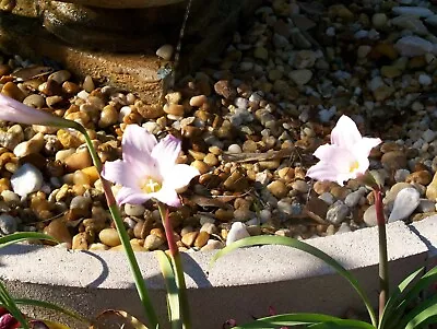 Habranthus Robustus Pink Rain Lily Multiple Bulbs Potted PLANT Free Shipping • $16.99