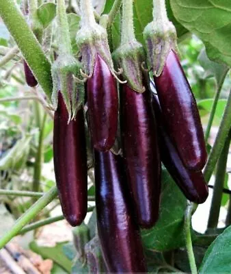 Aubergine - Little Fingers - 75 Seeds • £2.79