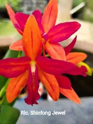 $15 • Buy FPOrchids Cattleya Rlc. Shinfong Jewel - Tubestock