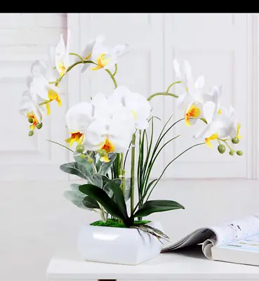 $65 • Buy Orchid Flowers/Phalaenopsis In White  Pot