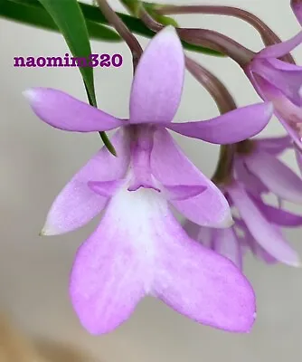 Epidendrum Centropetalum In Multi Spike • $34
