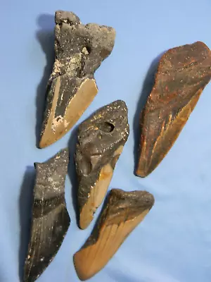 Megalodon Lot Of 5 Teeth No Restoration Fossil Sharks Tooth • $29.95