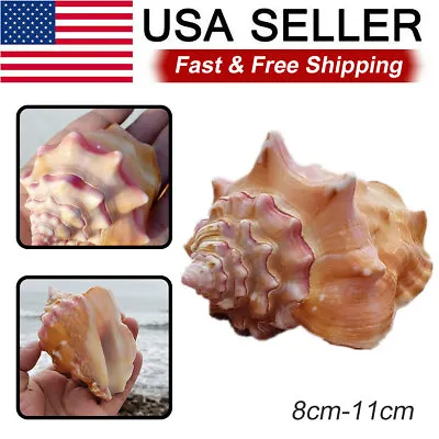 Natural Pink Shell Conch Coral Sea Snail Decor - Outdoor Indoor Fish Tank Adorn • $7.36