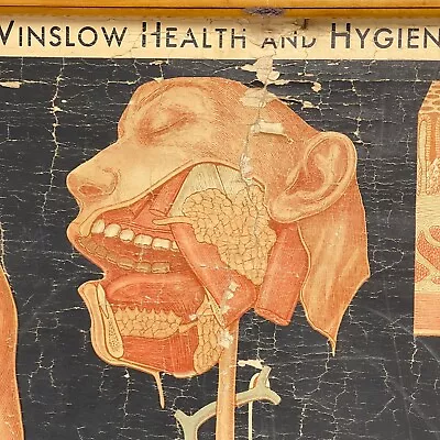 Vintage 30's Winslow Digestion Wall Chart Denoyer Geppert Medical Anatomy Occult • $478